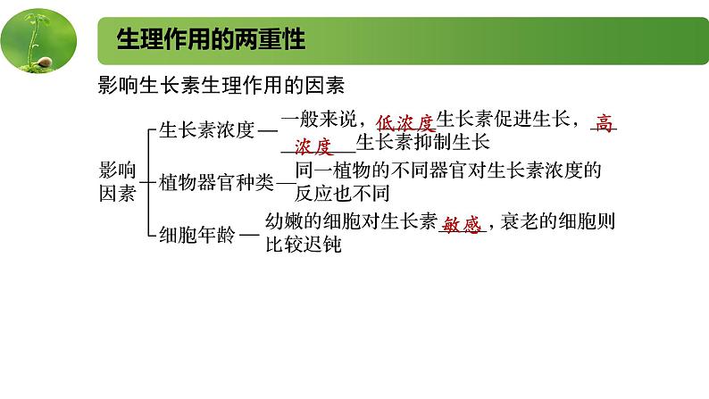 4.1.2精编生长素的运输和生理作用（精编课件+同步练习）精编高二生物同步备课系列（新苏教版（2019）选择性必修1）07