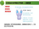 4.2.2其他影响因素和实验（精编课件+同步练习）精编高二生物同步备课系列（新苏教版（2019）选择性必修1）