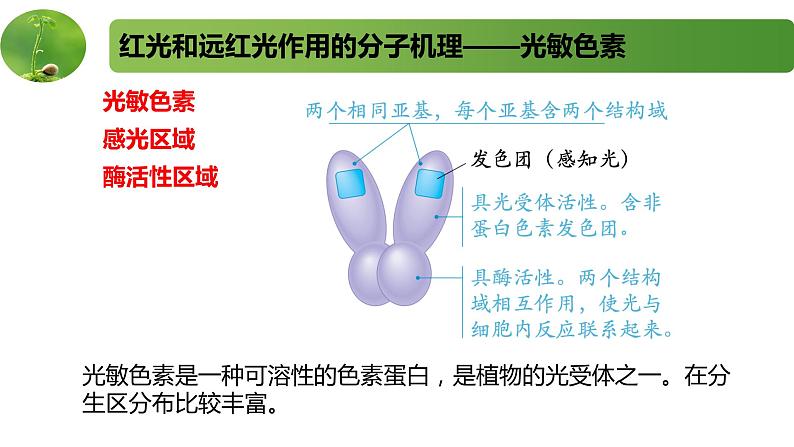 4.2.2其他影响因素和实验（精编课件+同步练习）精编高二生物同步备课系列（新苏教版（2019）选择性必修1）04