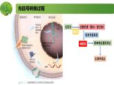 4.2.2其他影响因素和实验（精编课件+同步练习）精编高二生物同步备课系列（新苏教版（2019）选择性必修1）