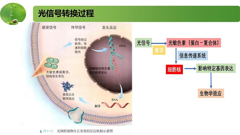 4.2.2其他影响因素和实验（精编课件+同步练习）精编高二生物同步备课系列（新苏教版（2019）选择性必修1）05