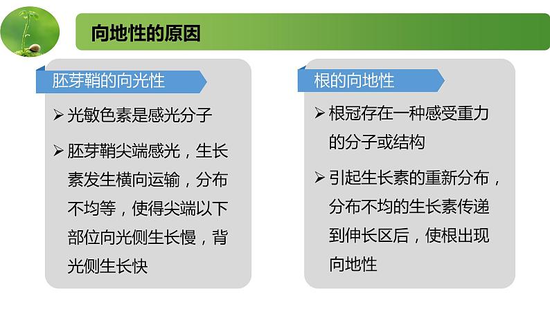 4.2.2其他影响因素和实验（精编课件+同步练习）精编高二生物同步备课系列（新苏教版（2019）选择性必修1）08