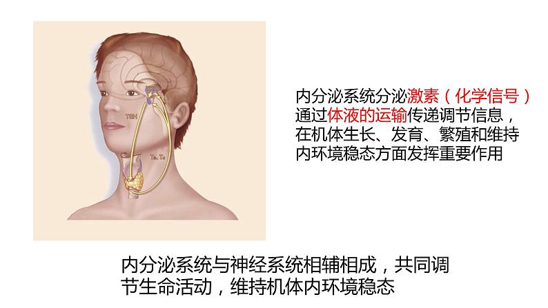 3.1 体液调节是通过化学信号实现的调节（精编课件+同步练习）精编高二生物同步备课系列（浙科版2019选择性必修1）01