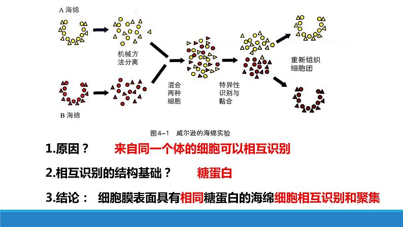 4.1 免疫系统识别“自己”和”非己“（精编课件+同步练习）精编高二生物同步备课系列（浙科版2019选择性必修1）06