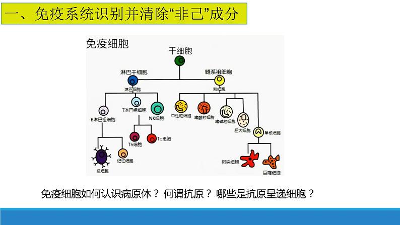 4.1 免疫系统识别“自己”和”非己“（精编课件+同步练习）精编高二生物同步备课系列（浙科版2019选择性必修1）07