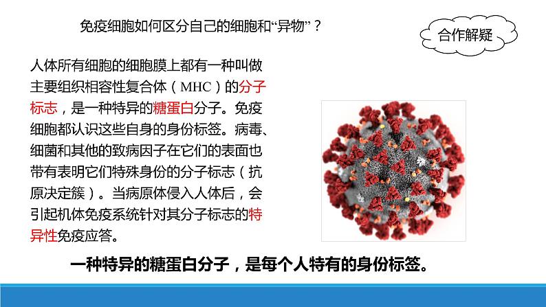 4.1 免疫系统识别“自己”和”非己“（精编课件+同步练习）精编高二生物同步备课系列（浙科版2019选择性必修1）08