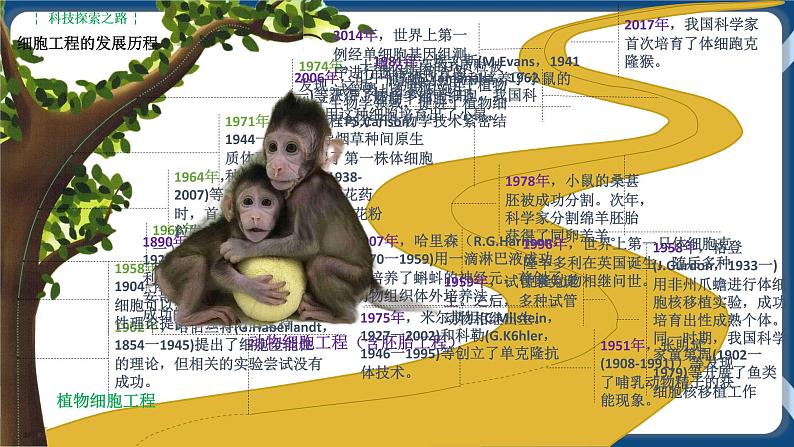 2.1.1植物细胞工程的基本技术（课件+练习）高二生物（人教版2019选择性必修3）03