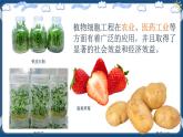 2.1.2 植物细胞工程的应用 高二生物课件+练习（人教版2019选择性必修3）