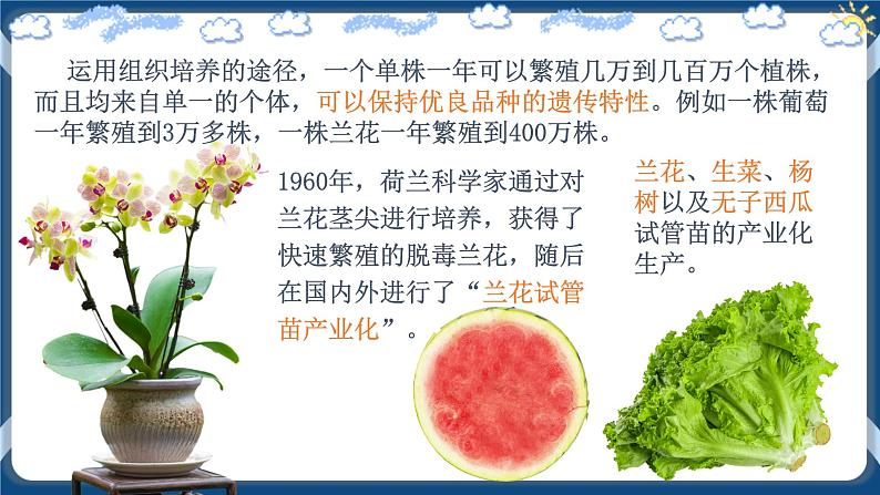 2.1.2 植物细胞工程的应用 (课件）高二生物（人教版2019选择性必修3）第4页