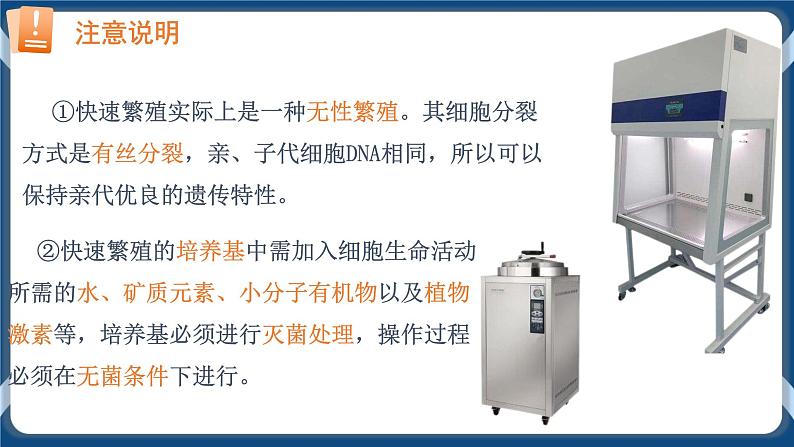 2.1.2 植物细胞工程的应用 (课件）高二生物（人教版2019选择性必修3）第5页