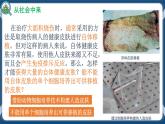 2.2.1 動物細胞培養(yǎng) (課件+練習(xí)）高二生物（人教版2019選擇性必修3）