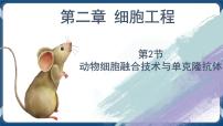 高中生物人教版 (2019)选择性必修3二 动物细胞融合技术与单克隆抗体精品ppt课件