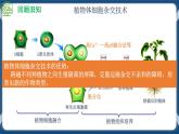 2.2.2 动物细胞融合技术与单克隆抗体 (课件+练习）高二生物（人教版2019选择性必修3）