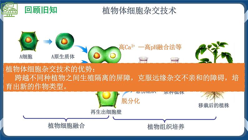 2.2.2 动物细胞融合技术与单克隆抗体 (课件+练习）高二生物（人教版2019选择性必修3）03