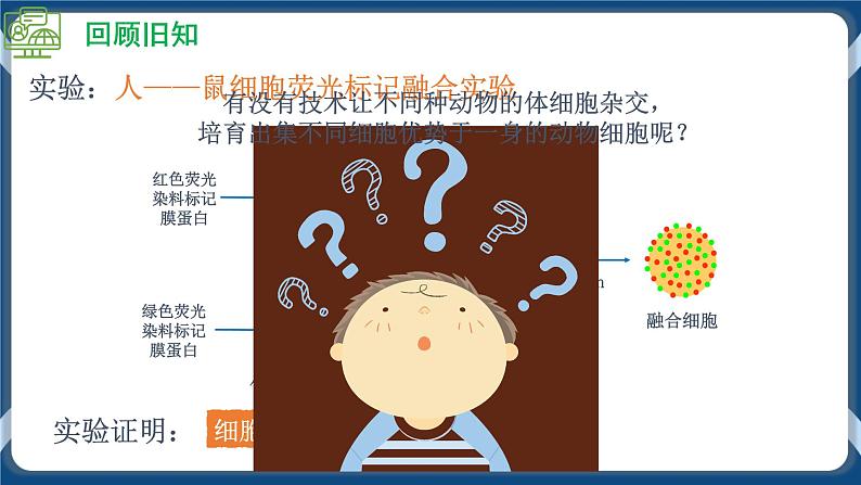 2.2.2 动物细胞融合技术与单克隆抗体 (课件+练习）高二生物（人教版2019选择性必修3）04
