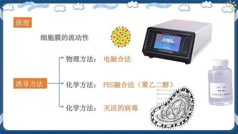 2.2.2 动物细胞融合技术与单克隆抗体 (课件+练习）高二生物（人教版2019选择性必修3）06