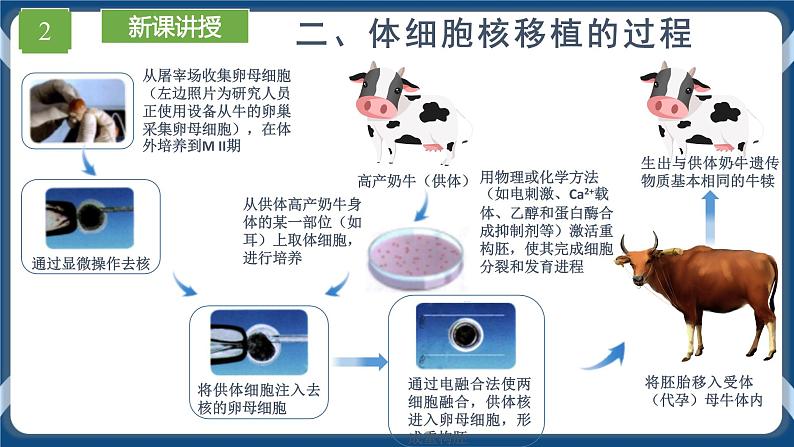 2.2.3 动物体细胞核移植技术和克隆动物 (课件+练习）高二生物（人教版2019选择性必修3）08