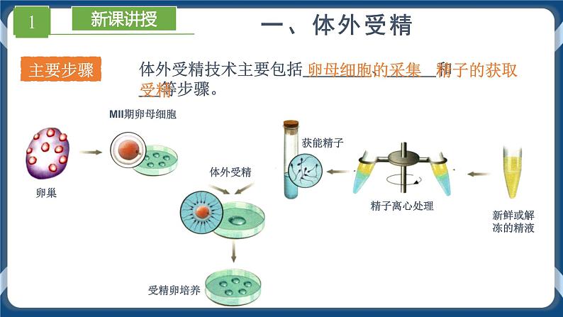 2.3.2 胚胎工程技术及其应用 (课件+练习）高二生物（人教版2019选择性必修3）05