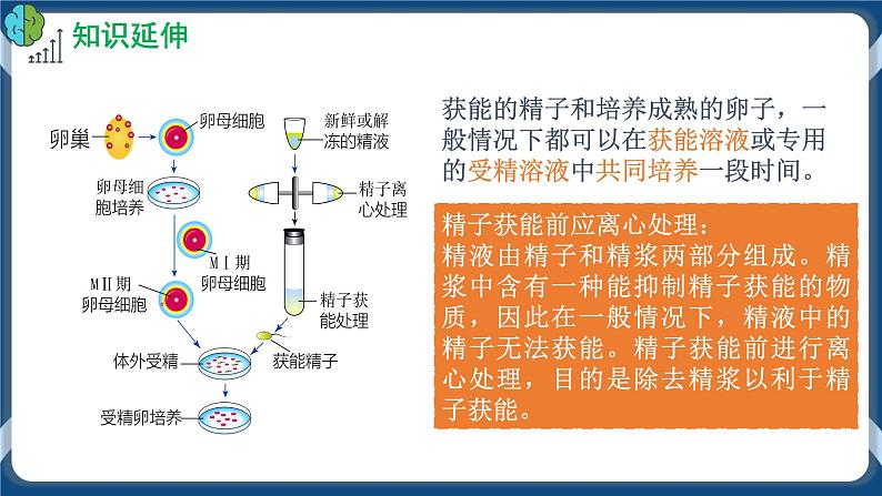 2.3.2 胚胎工程技术及其应用 (课件+练习）高二生物（人教版2019选择性必修3）08