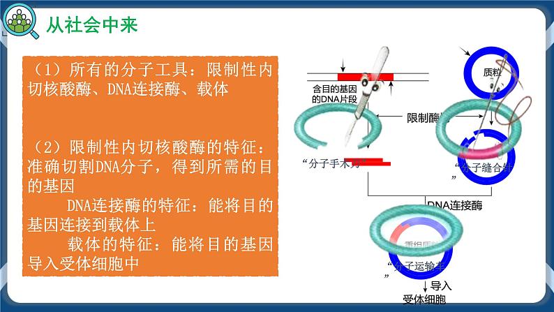 3.1 重组DNA技术的基本工具 (备课件）-【上好课】2021-2022学年高二生物同步备课系列（人教版2019选择性必修3）第7页