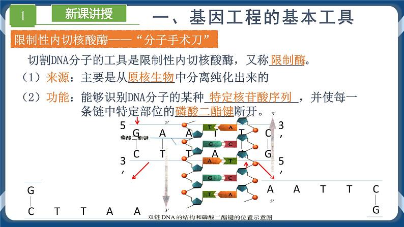 3.1 重组DNA技术的基本工具 (备课件）-【上好课】2021-2022学年高二生物同步备课系列（人教版2019选择性必修3）第8页