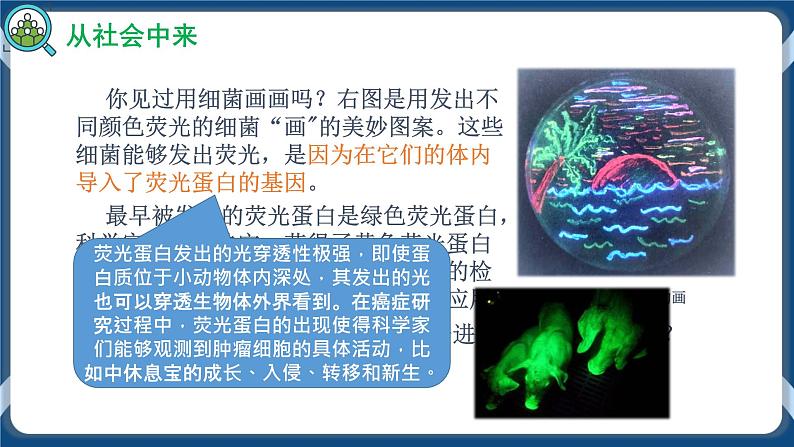 3.4 蛋白质工程的原理和应用 (课件+练习）高二生物（人教版2019选择性必修3）03