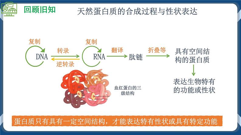 3.4 蛋白质工程的原理和应用 (课件+练习）高二生物（人教版2019选择性必修3）04