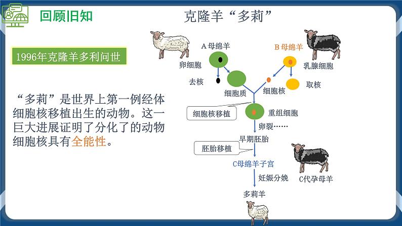 4.2 关注生殖性克隆人 (备课件）-【上好课】2021-2022学年高二生物同步备课系列（人教版2019选择性必修3）第4页