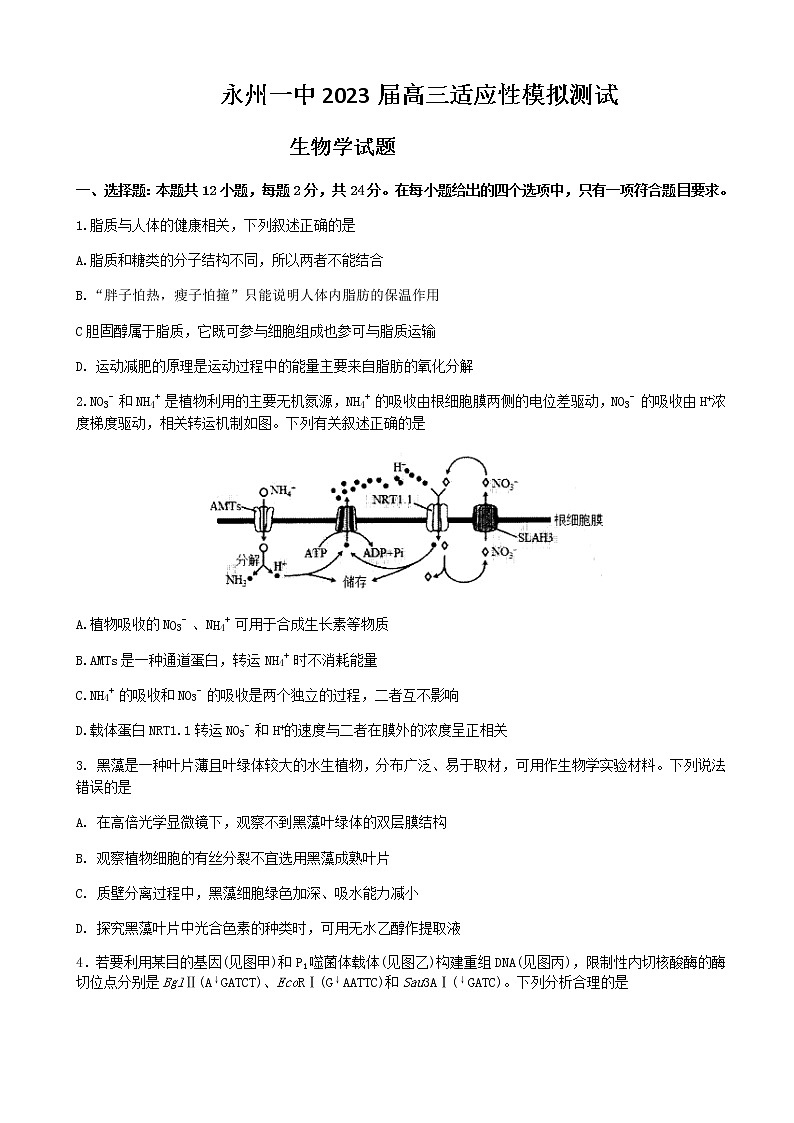 2022-2023学年湖南省永州市第一中学高三上学期元月考试生物试卷含答案01