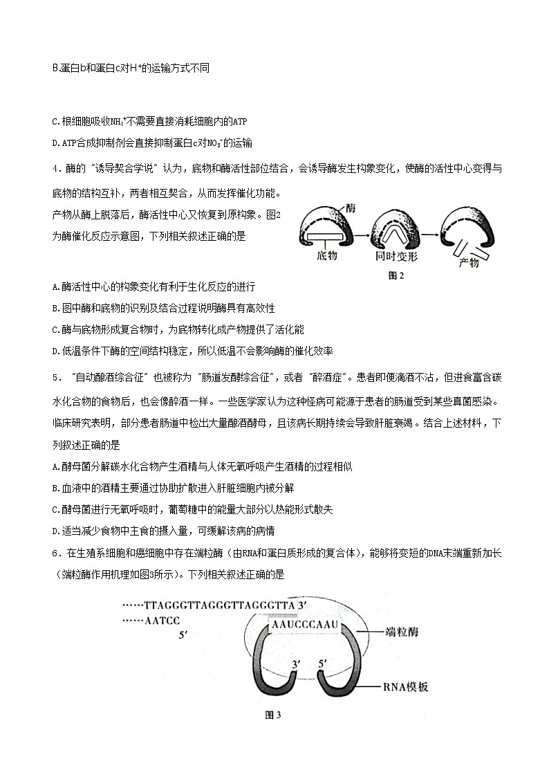 重庆市第八中学校2023届高考适应性月考卷（四）生物试卷（含部分解析）第2页