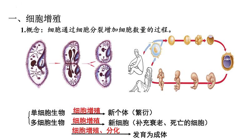 人教版（2019）生物学必修一6.1细胞的增殖（第一课时）PPT课件08