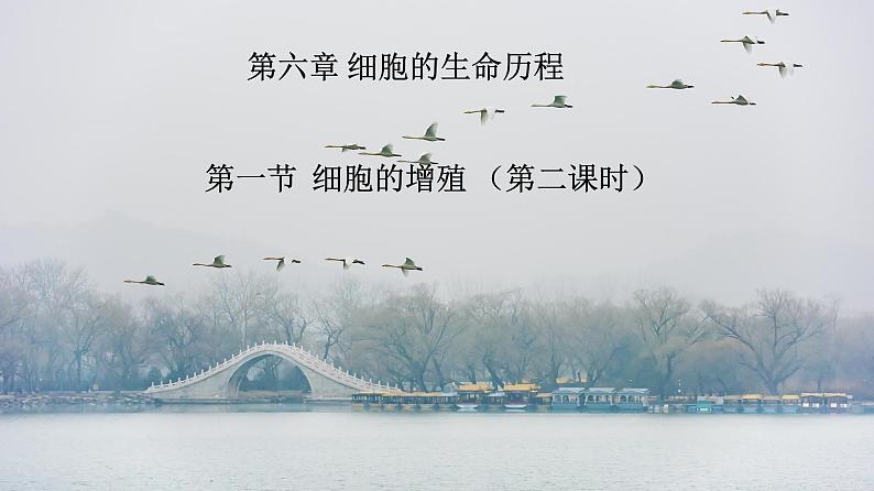 人教版（2019）生物学必修一6.1细胞的增殖（第二课时）PPT课件01