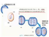 人教版（2019）生物学必修一6.1细胞的增殖（第二课时）PPT课件