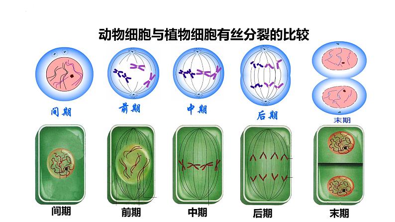 人教版（2019）生物学必修一6.1细胞的增殖（第二课时）PPT课件04