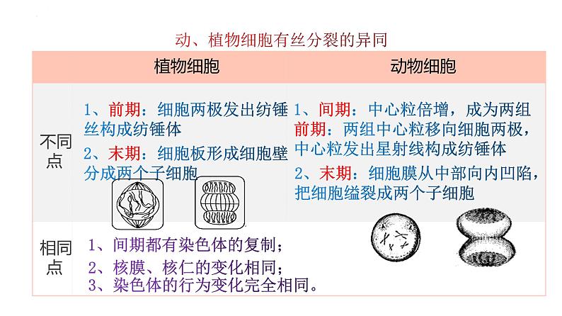 人教版（2019）生物学必修一6.1细胞的增殖（第二课时）PPT课件05
