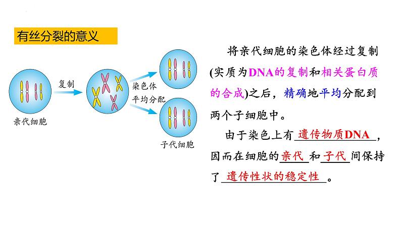 人教版（2019）生物学必修一6.1细胞的增殖（第二课时）PPT课件07