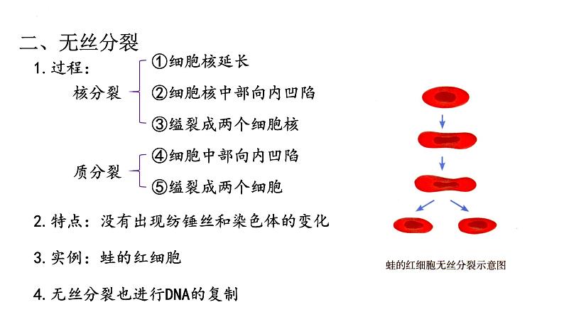 人教版（2019）生物学必修一6.1细胞的增殖（第二课时）PPT课件08