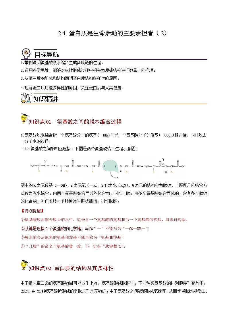 2.4 蛋白质是生命活动的主要承担者（第二课时）（学生版）-高一生物同步精品讲义（人教2019必修1）01