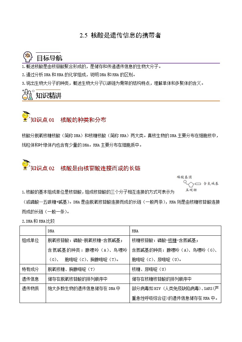 2.5 核酸是遗传信息的携带者（学生版）-高一生物同步精品讲义（人教2019必修1）第1页