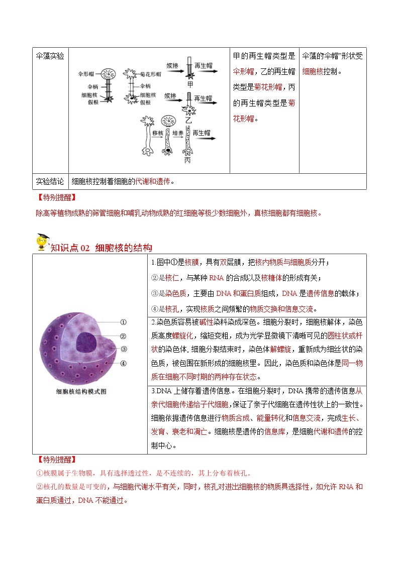 3.3 细胞核的结构和功能（教师版）-高一生物同步精品讲义（人教2019必修1）02