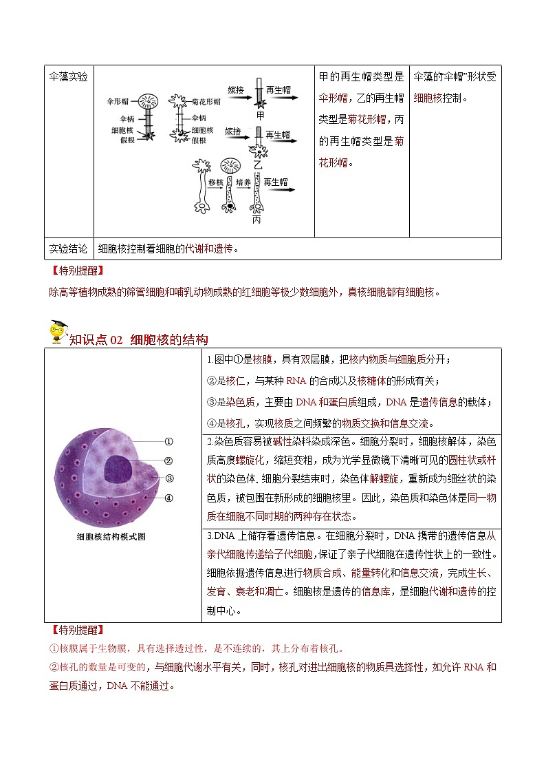3.3 细胞核的结构和功能（教师版）-高一生物同步精品讲义（人教2019必修1）02