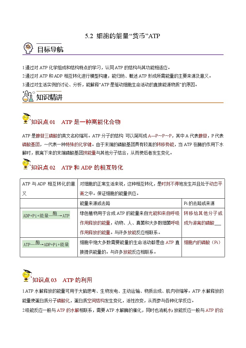 5.2 细胞的能量“货币”ATP（教师版）-高一生物同步精品讲义（人教2019必修1）01