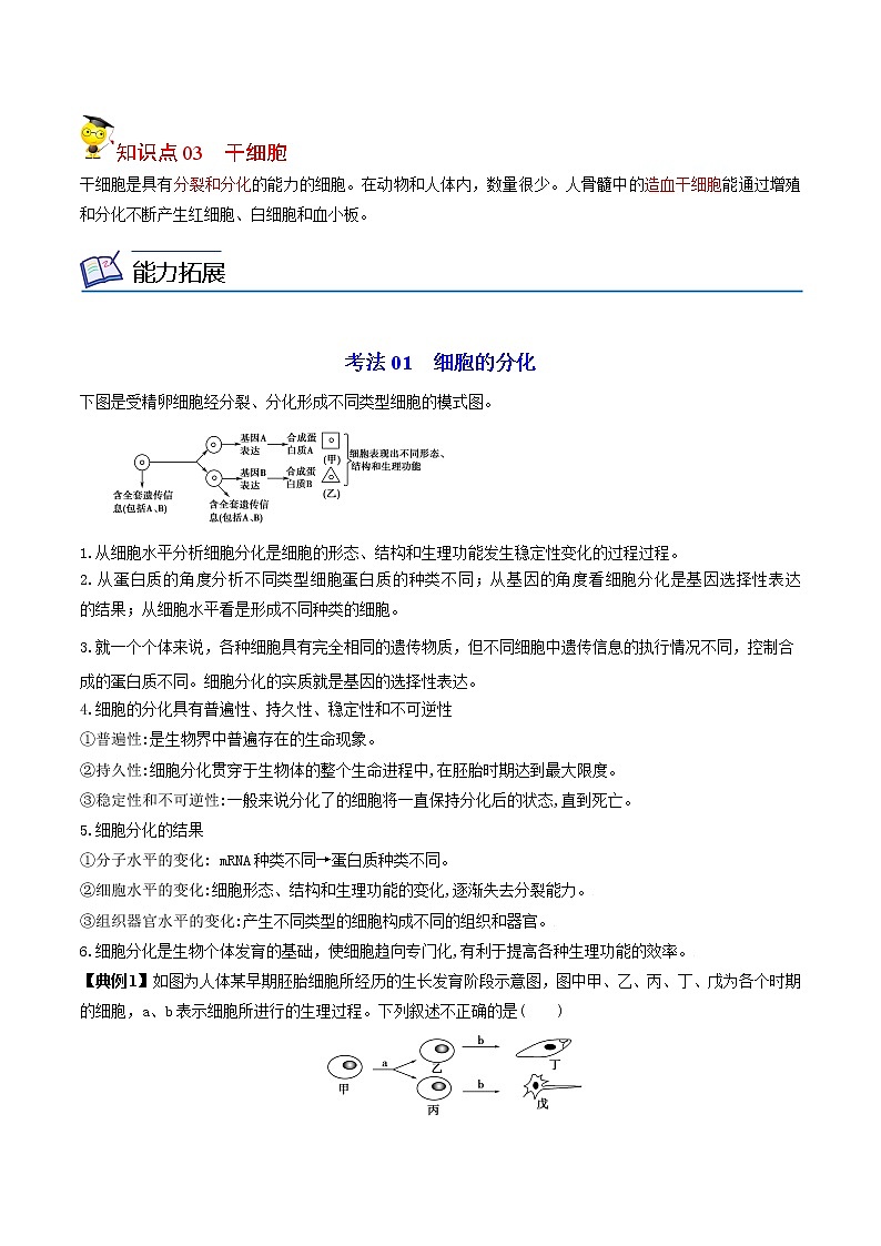 6.2 细胞的分化（教师版）-高一生物同步精品讲义（人教2019必修1）02