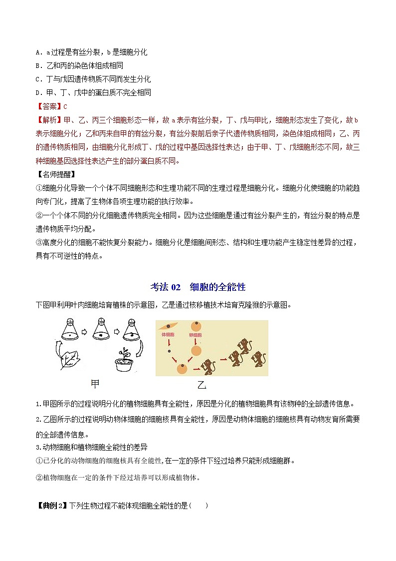 6.2 细胞的分化（教师版）-高一生物同步精品讲义（人教2019必修1）03