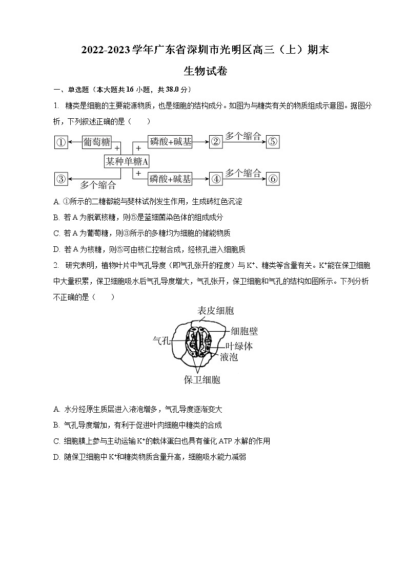 2022-2023学年广东省深圳市光明区高三上学期期末生物试卷（word版）第1页