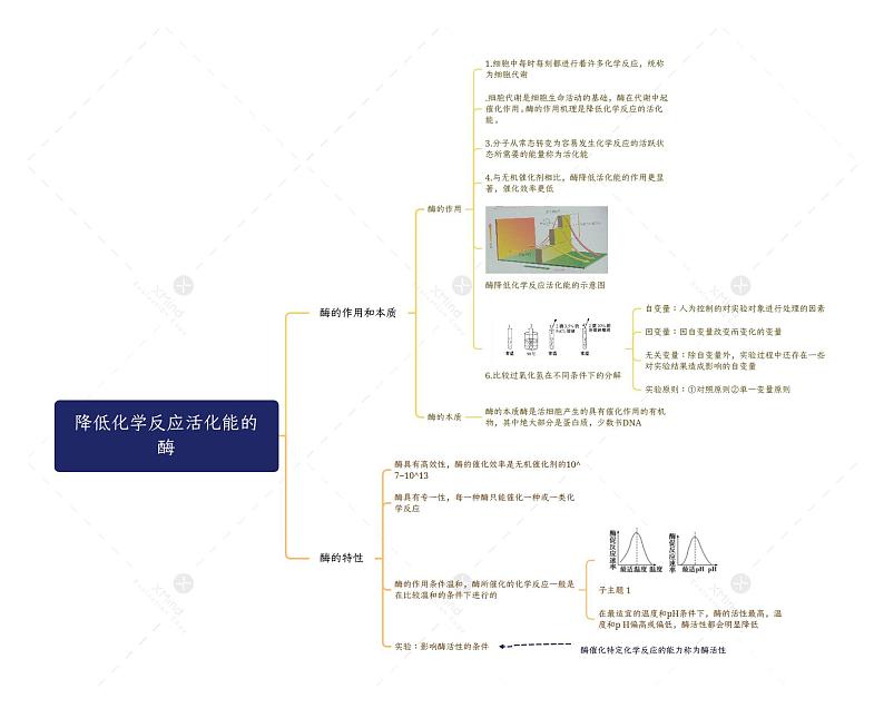 2023天津高一第一学期会考生物人教必修一第五章无答案降低化学反应活化能的酶01
