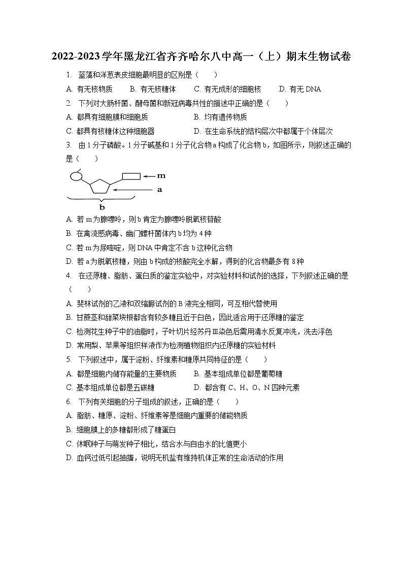 2022-2023学年黑龙江省齐齐哈尔八中高一（上）期末生物试卷（含答案解析）第1页