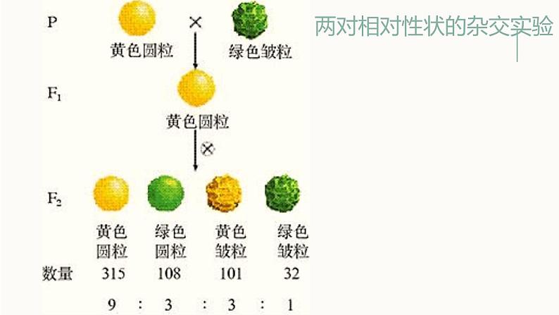 1.2孟德尔的豌豆杂交实验（二）课件PPT05