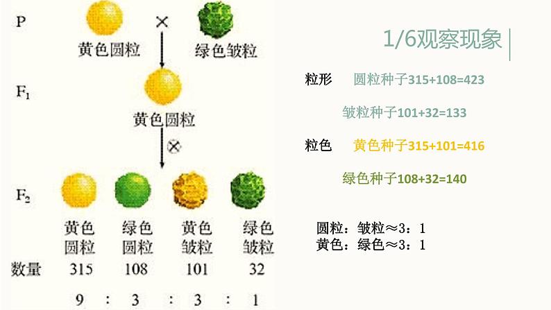 1.2孟德尔的豌豆杂交实验（二）课件PPT07