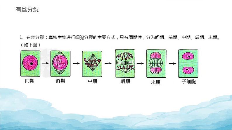 2.1减数分裂和受精作用课件PPT03